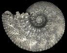 Pyritized Kosmoceras Ammonite Fossil - Sliced #38987-1